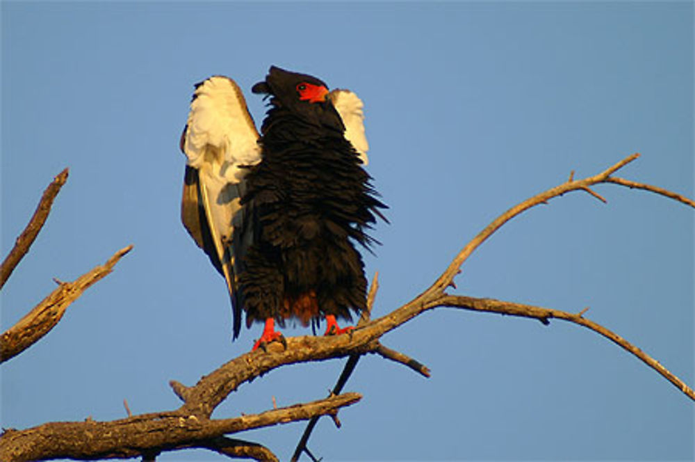 Aigle battleur en action sur son perchoir