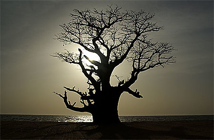 Baobab, Sine Saloum, Sénégal