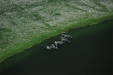 Eléphants dans Chobe