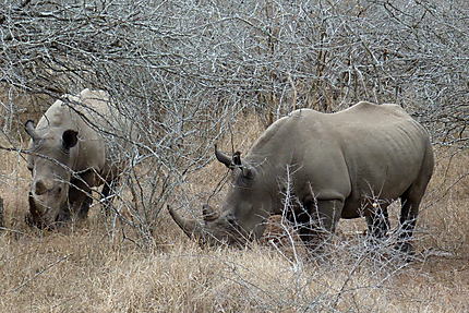 Couple de rhinocéros blancs ou noirs ?