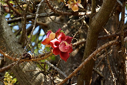 Fleur de l'arbre de sala 