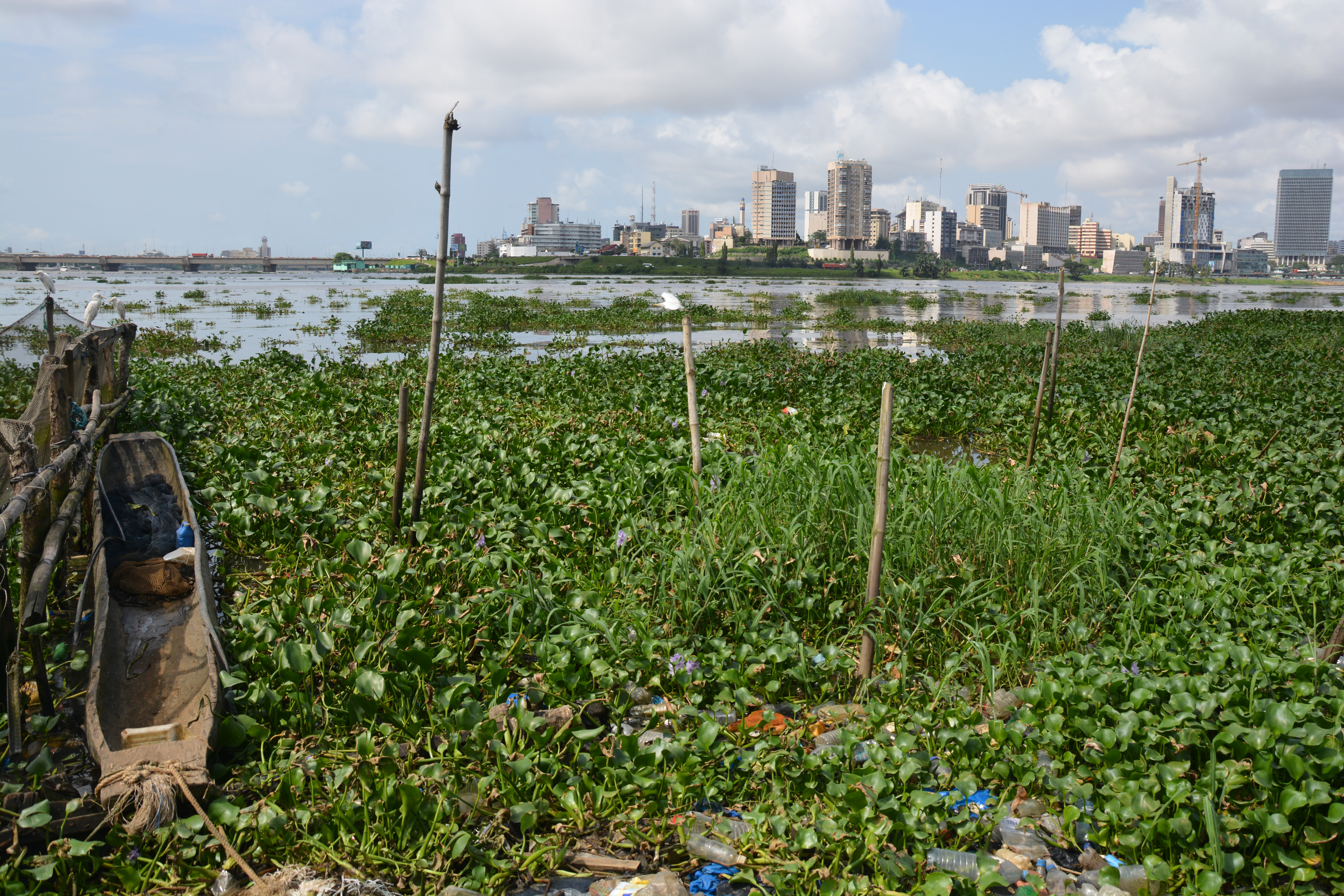 Pisciculture en plein coeur d'Abidjan Pisciculture en plein coeur d'Abidjan