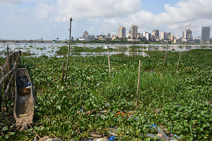 Pisciculture en plein coeur d'Abidjan