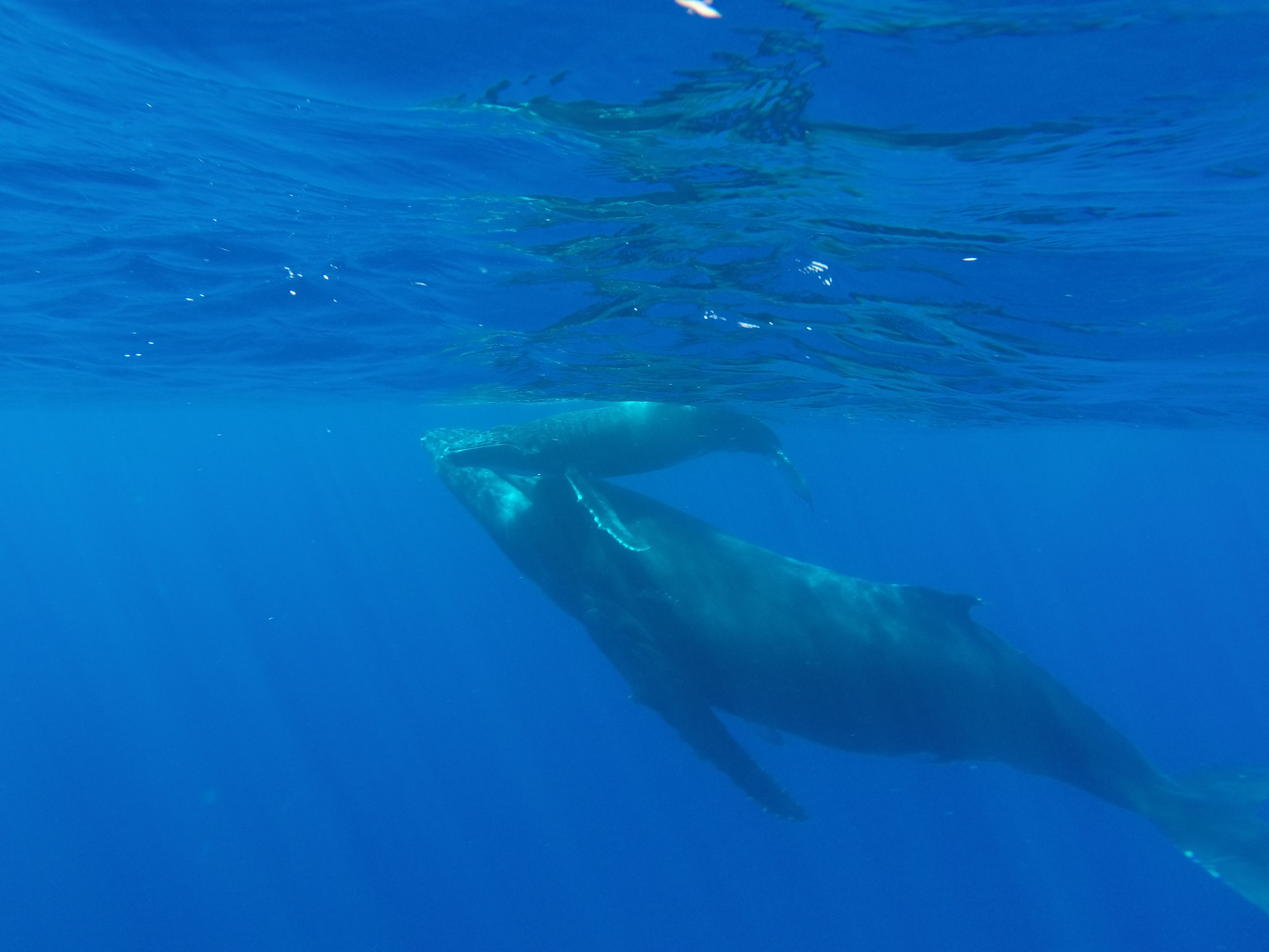 Baleine et son baleineau