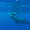 Baleine et son baleineau