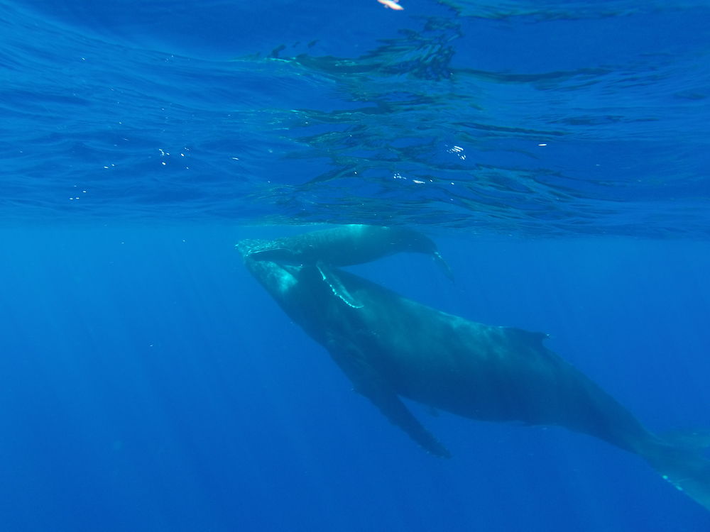 Baleine et son baleineau