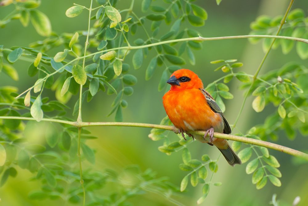 Cardinal