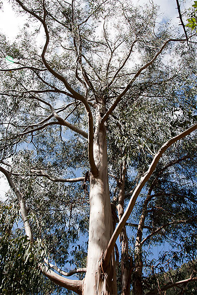 Forêt d'eucalyptus sur levada dos Tornos Forêt d'eucalyptus sur levada dos Tornos