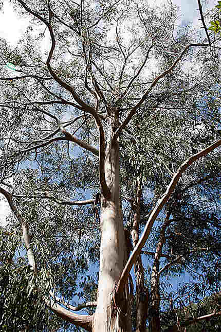 Forêt d'eucalyptus sur levada dos Tornos
