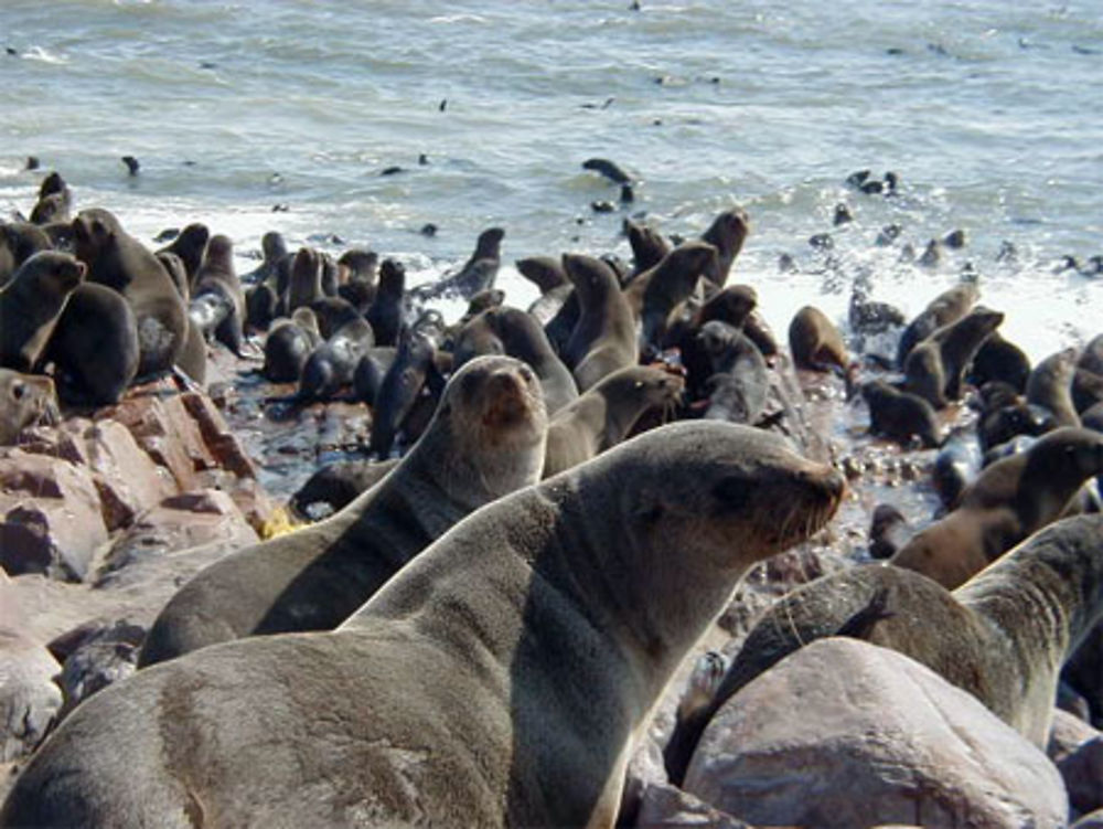 Colonie d'otaries