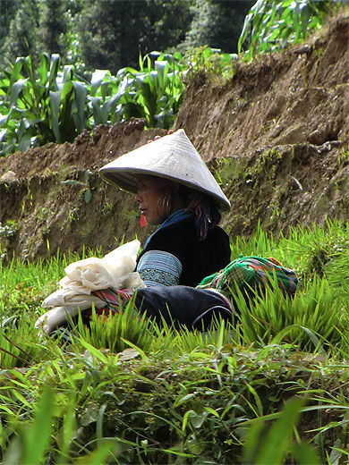 Femme dans les rizières