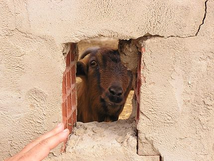 Chèvre en Tunisie