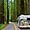 Traversée du Parc national de Redwood
