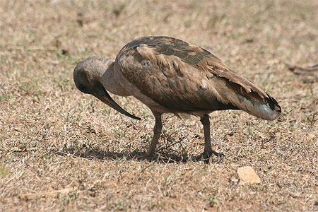 Ibis Ibis