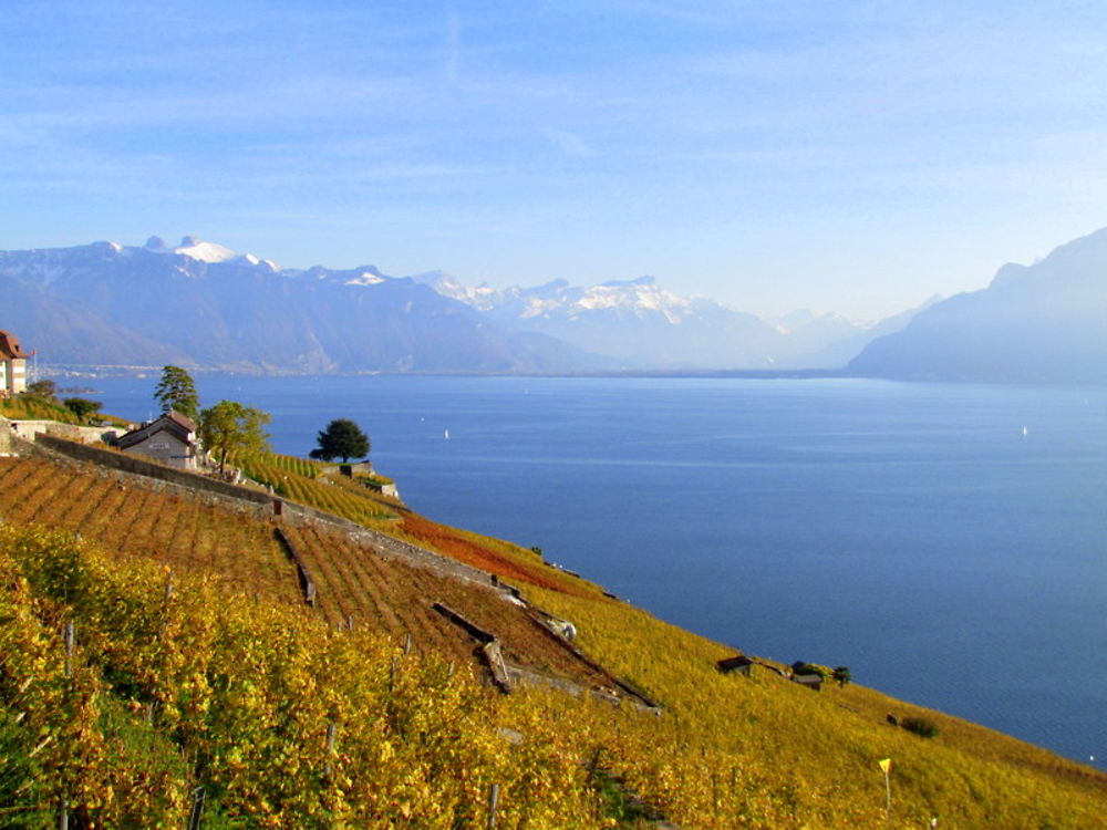 Le Lavaux et ses vignobles