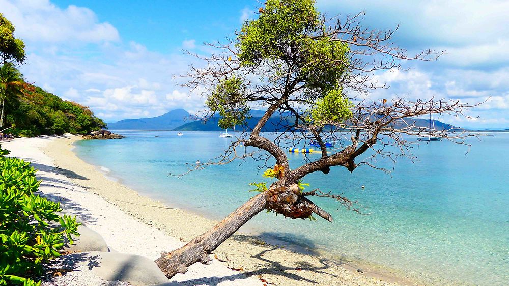 Fitzroy Island