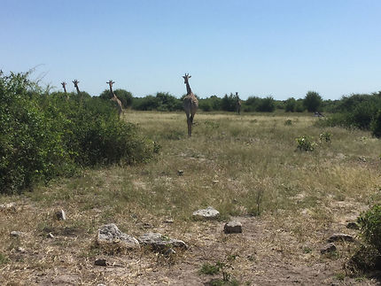Girafes au Parc national de Chobe