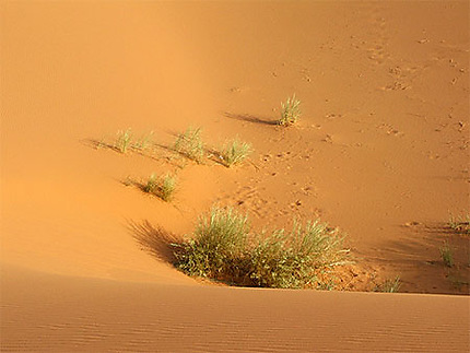 Végétation des dunes