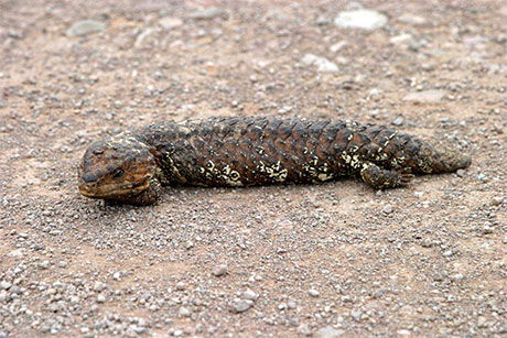 Lezard Lezard