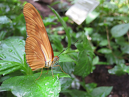 Papillon du Jardin Botanique