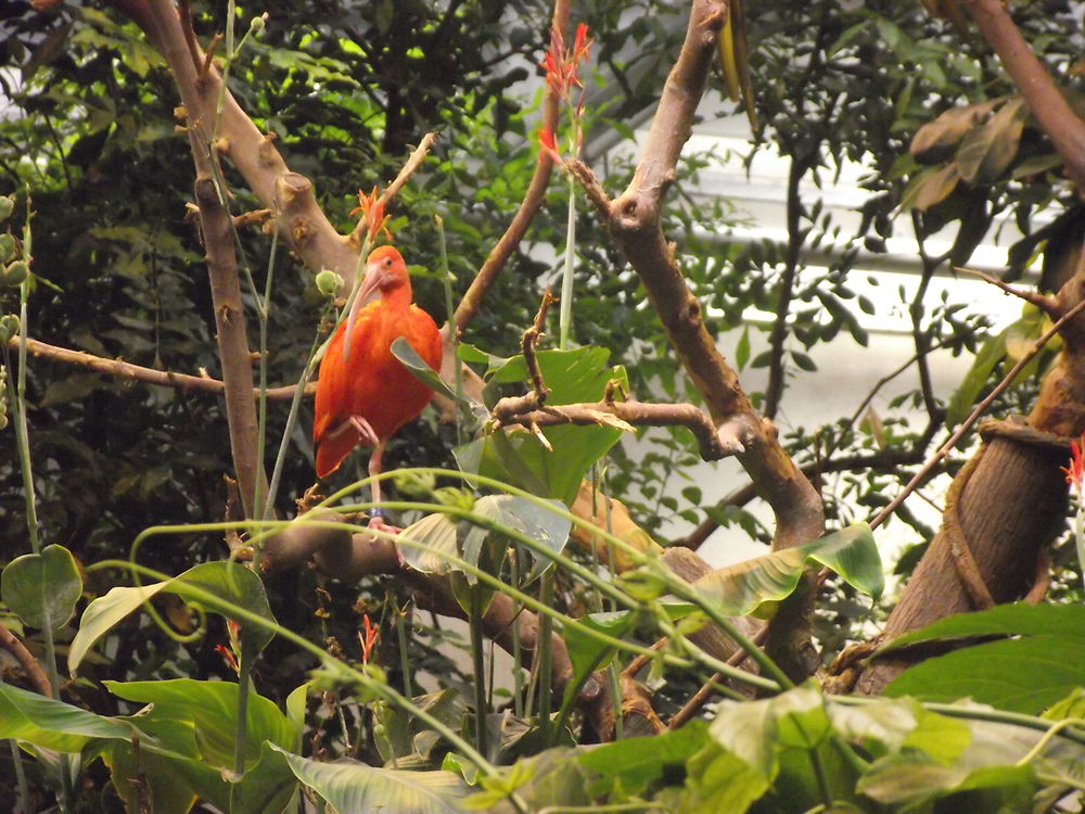 Oiseau au Biodôme de Montréal