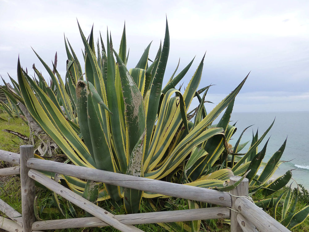 Gros cactus