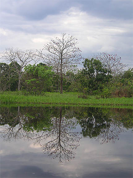 Le long de l'Amazone