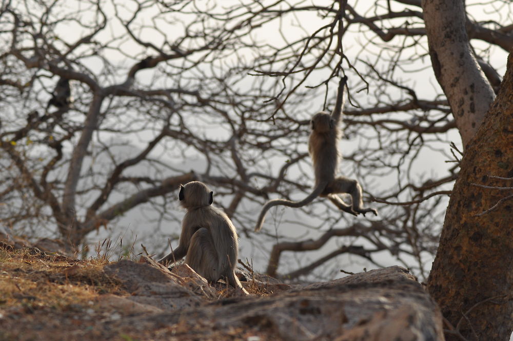 Singes joueurs au Monsoon Palace