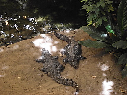 Crocodiles au Biodôme de Montréal