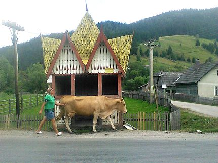 Avec ma compagne la vache