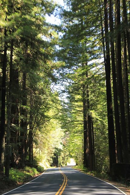 Redwood state and national parks