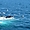 À la rencontre des baleines à Cape Cod