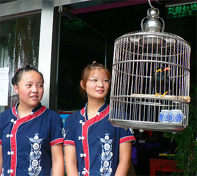 Le mainate qui dit bonjour (en chinois) Le mainate qui dit bonjour (en chinois)