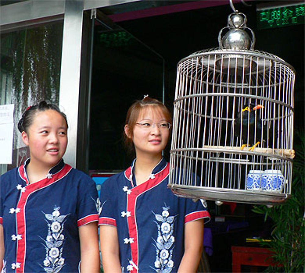 Le mainate qui dit bonjour (en chinois)