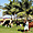 Tamatave - Des vaches normandes sur la plage