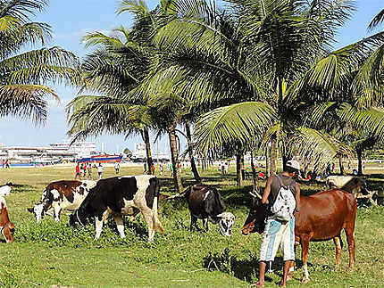 Tamatave - Des vaches normandes sur la plage