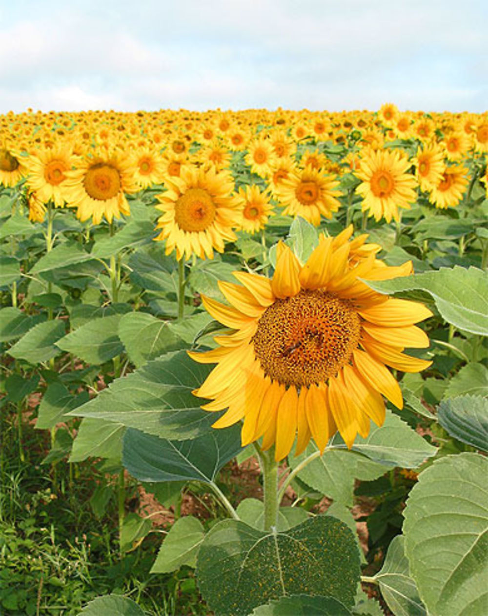 Tournesols