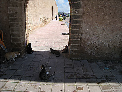 Réunion de chats à Essaouira