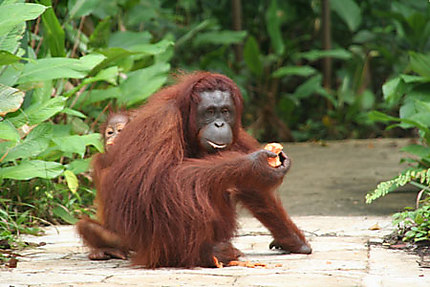 Maman orang-outang et son bébé