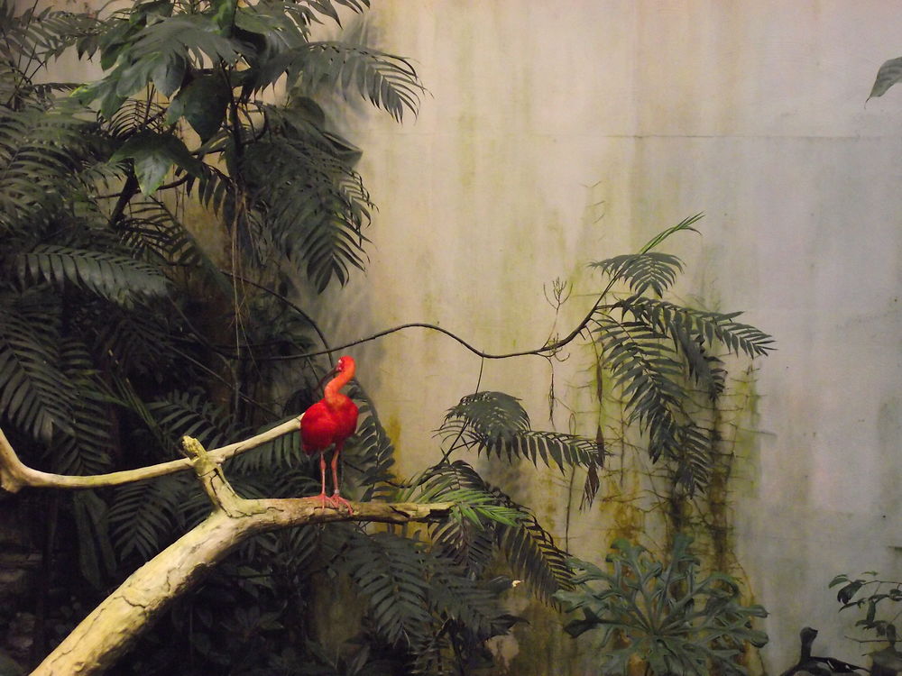 Oiseau au Biodôme de Montréal