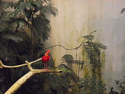 Oiseau au Biodôme de Montréal