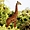 Girafe au parc de Tsavo, Kenya