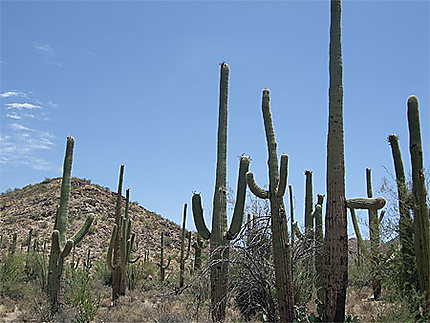 Forêt de Saguaros