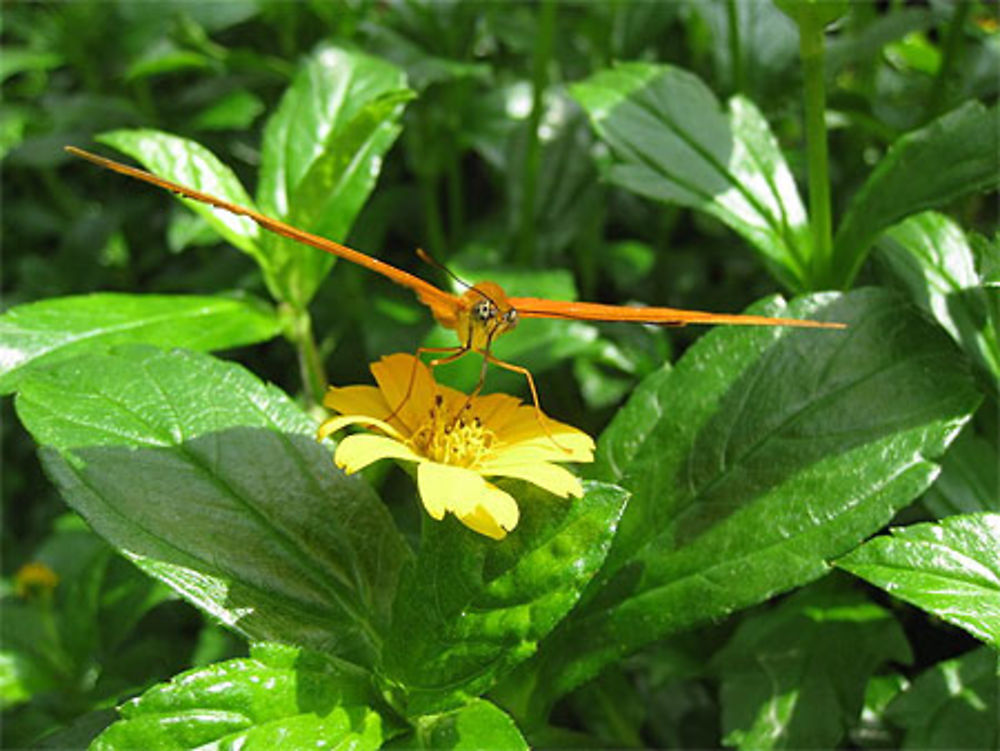 Papillon du Jardin Botanique