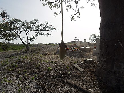 Le fruit du baobab
