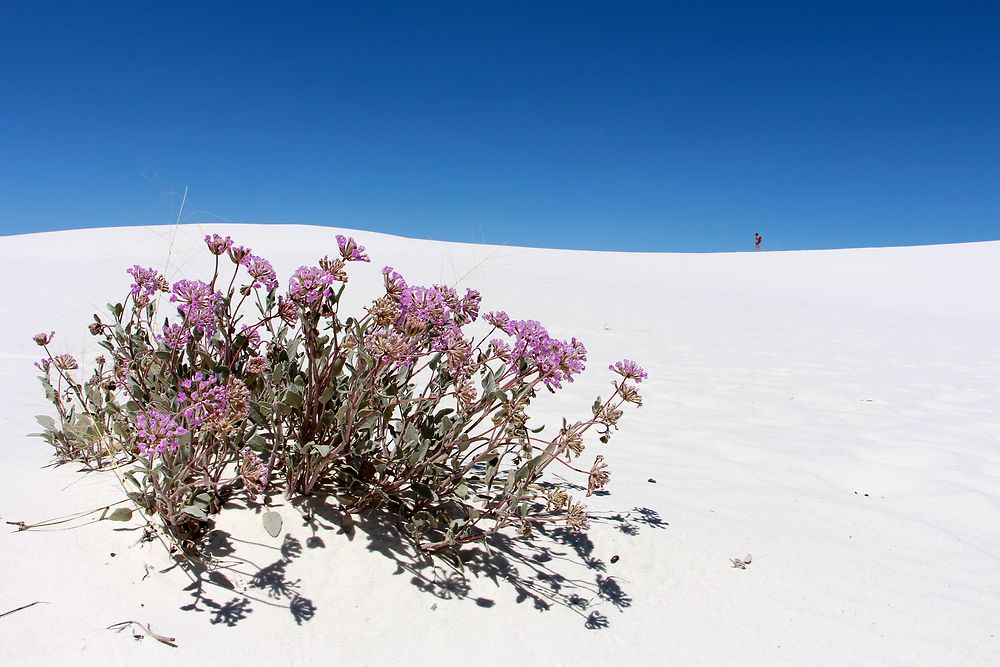 Vie à White Sands National Monument