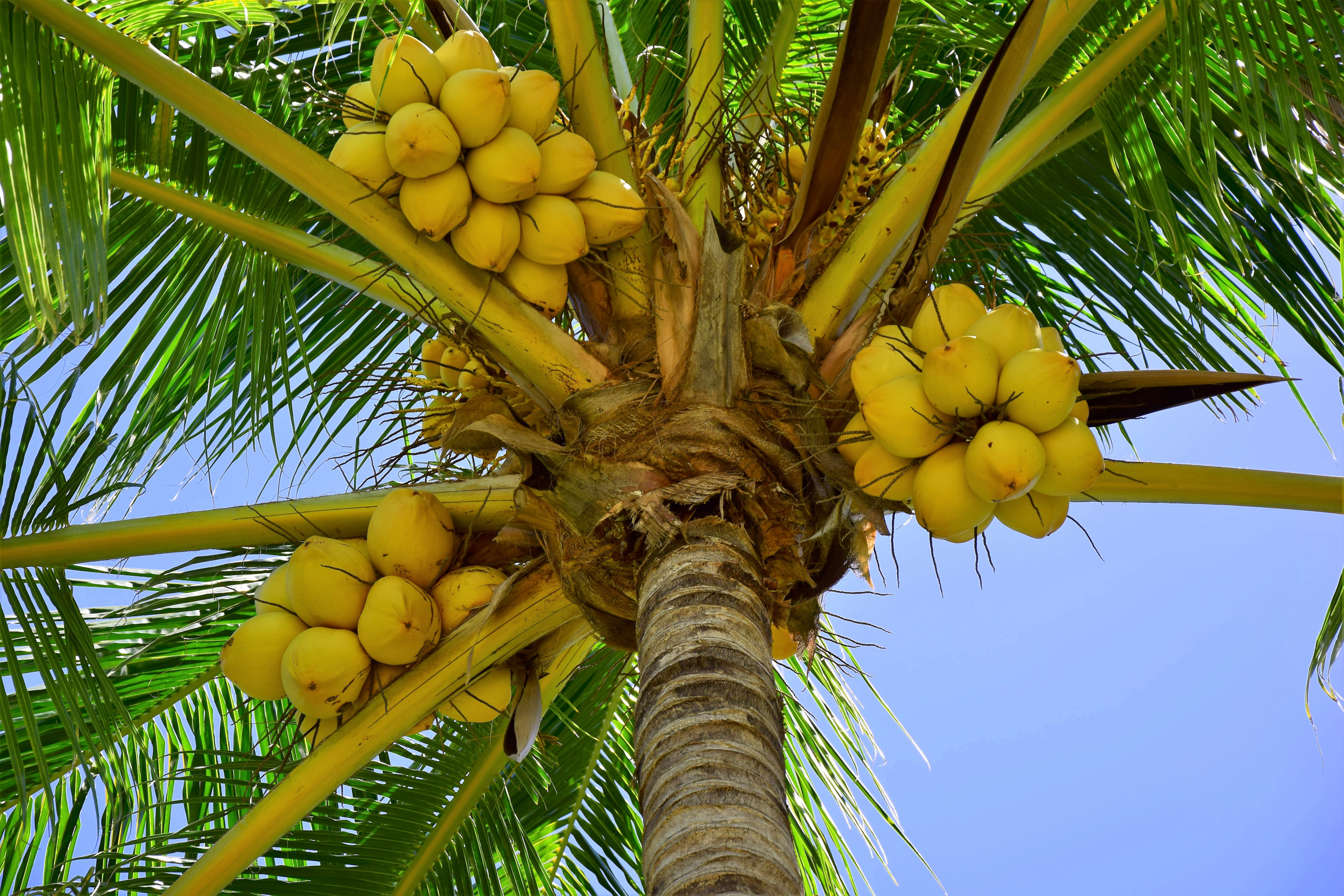 À l'ombre d'un cocotier, Varadero, Cuba À l'ombre d'un cocotier, Varadero, Cuba
