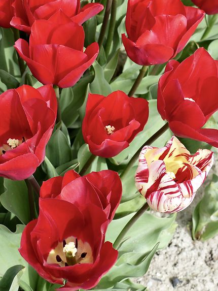 Une grande variété de tulipes à la Pointe 