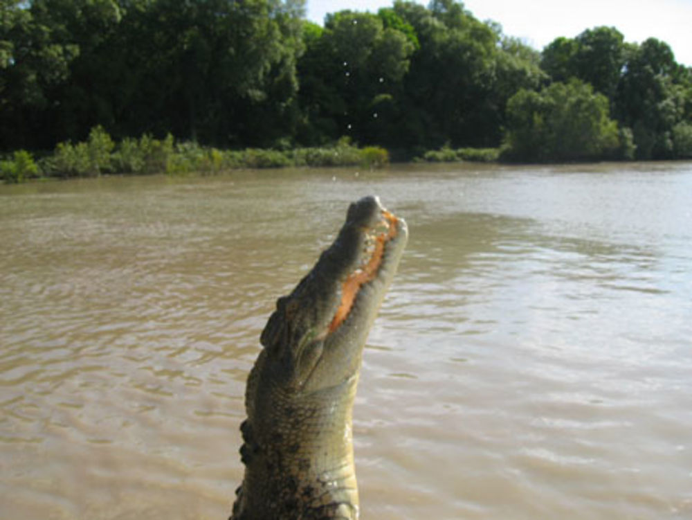 Gare aux crocodiles....