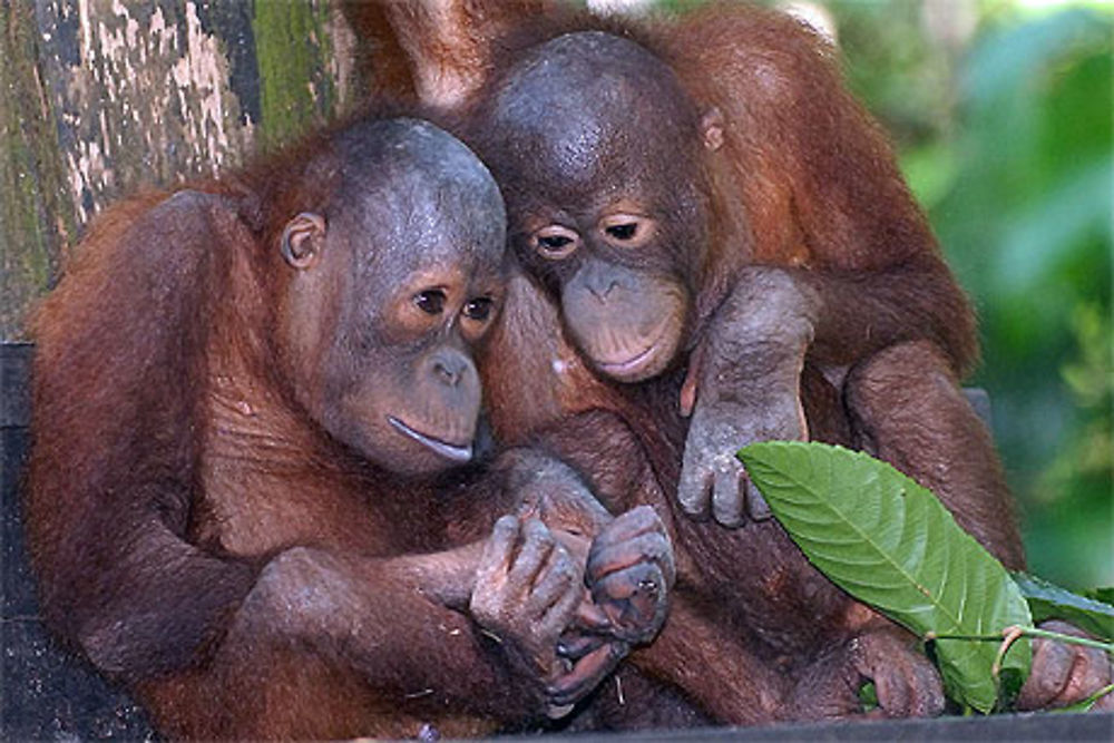 Bébés Orang Outang